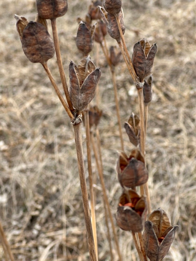 Iris sibirica photograph 2