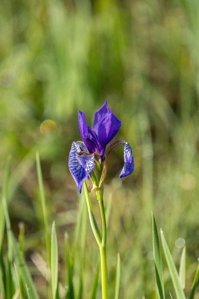 Iris sibirica photograph 6