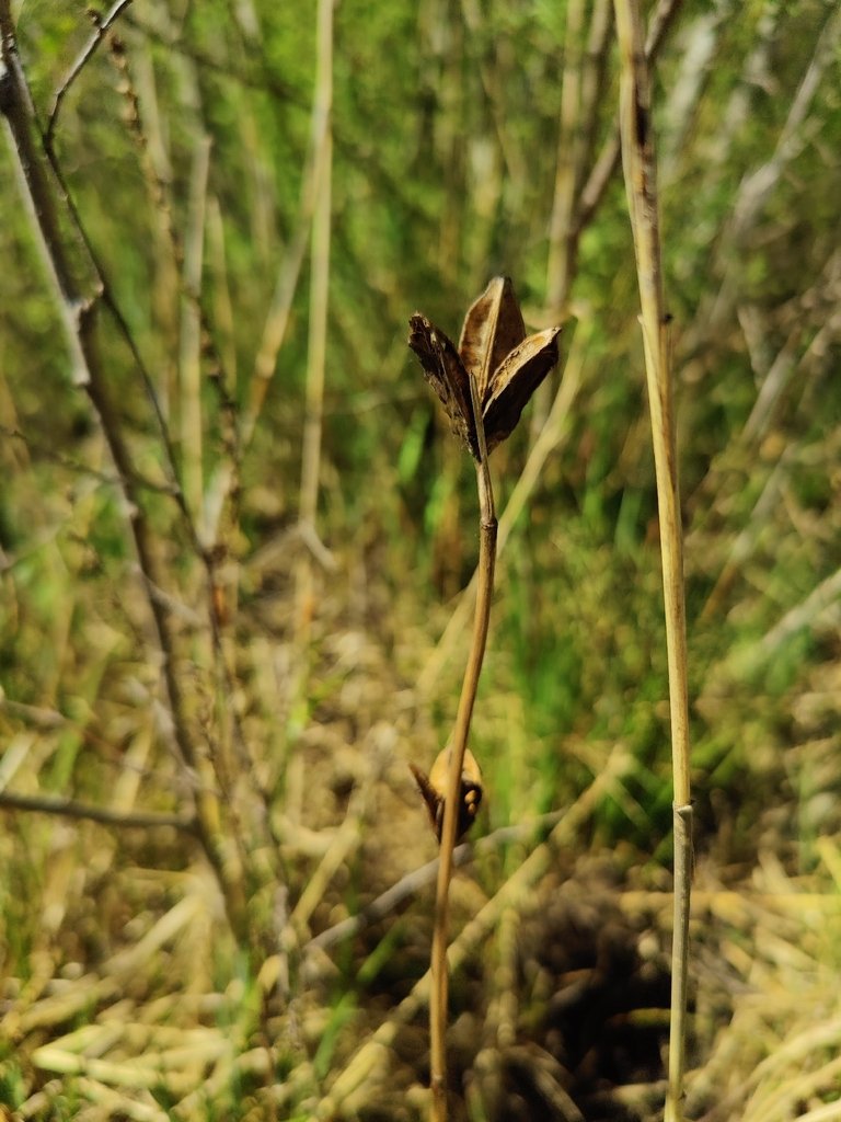 Iris sibirica