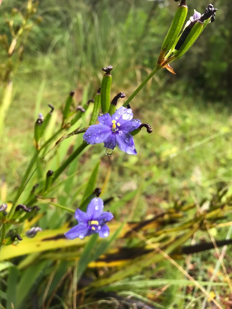 Aristea ecklonii