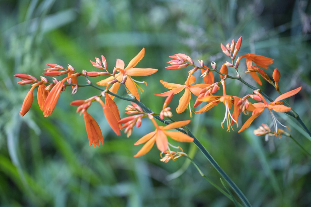 Crocosmia aurea photograph 6