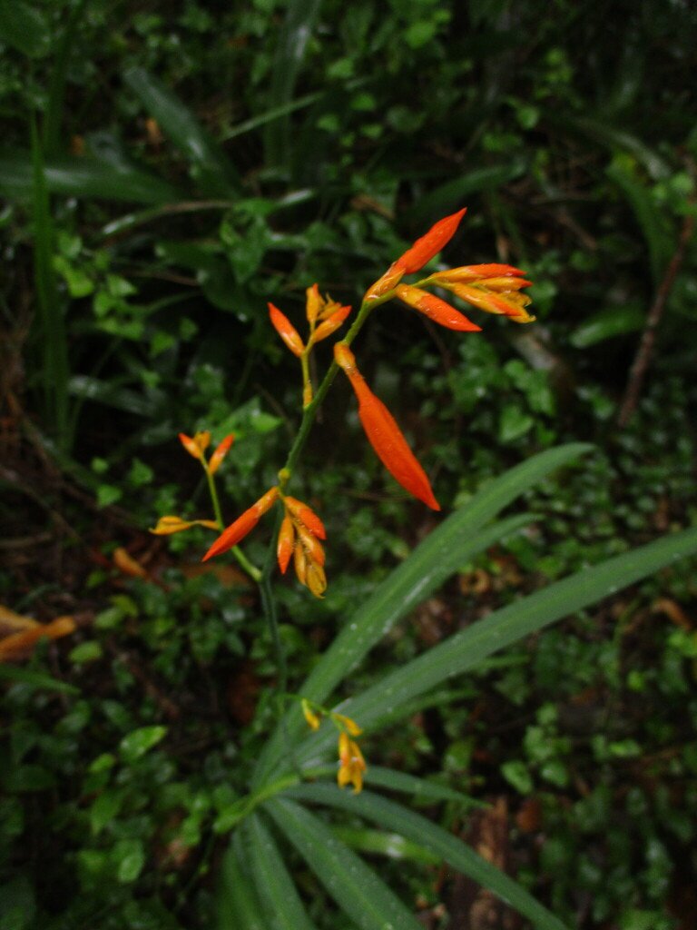 Crocosmia aurea photograph 4