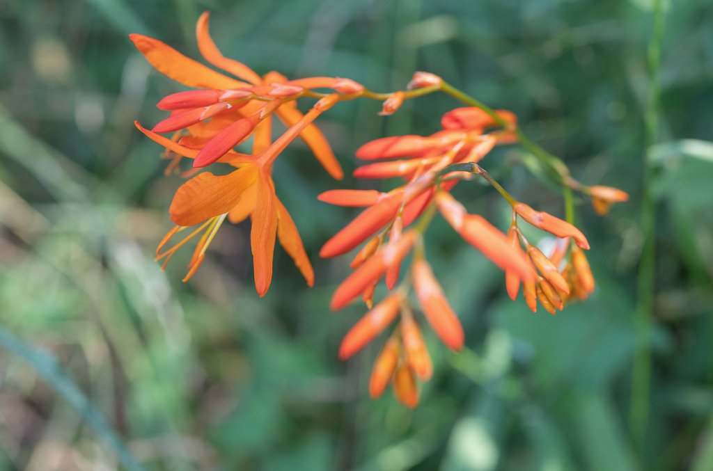Crocosmia aurea