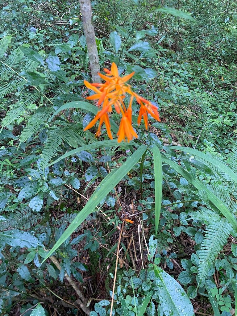 Crocosmia aurea photograph 3