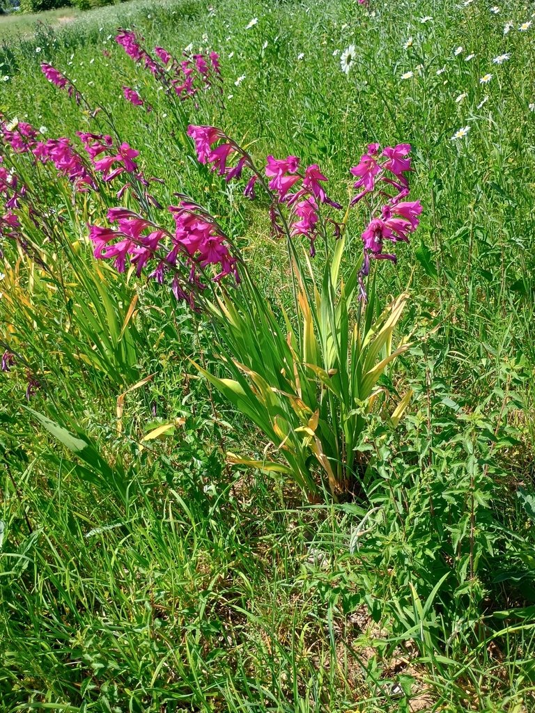 Gladiolus communis photograph 5