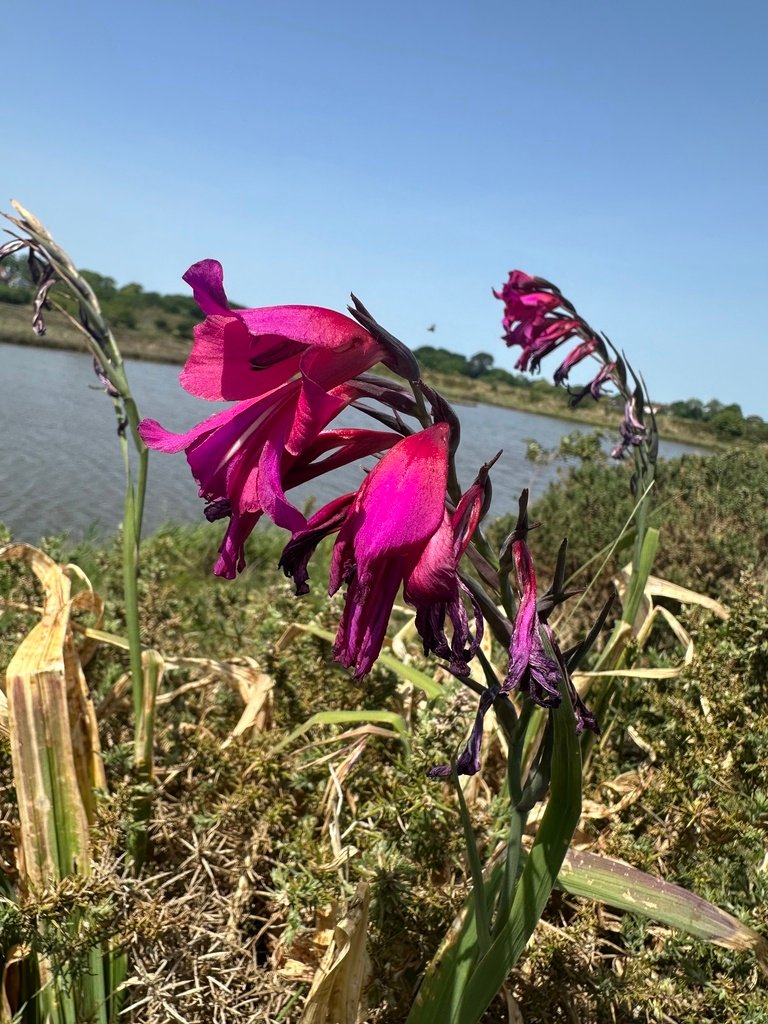 Gladiolus communis photograph 4