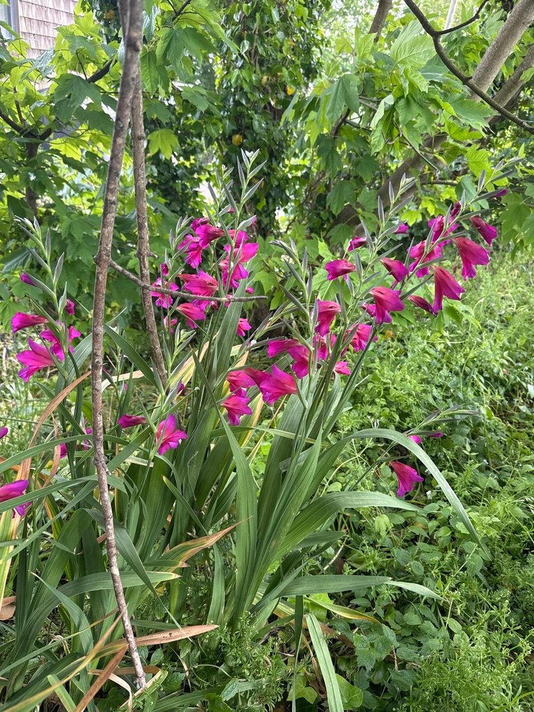 Gladiolus communis photograph 2