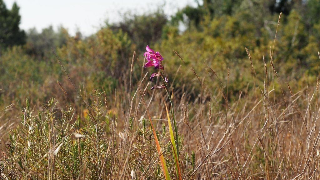Gladiolus communis