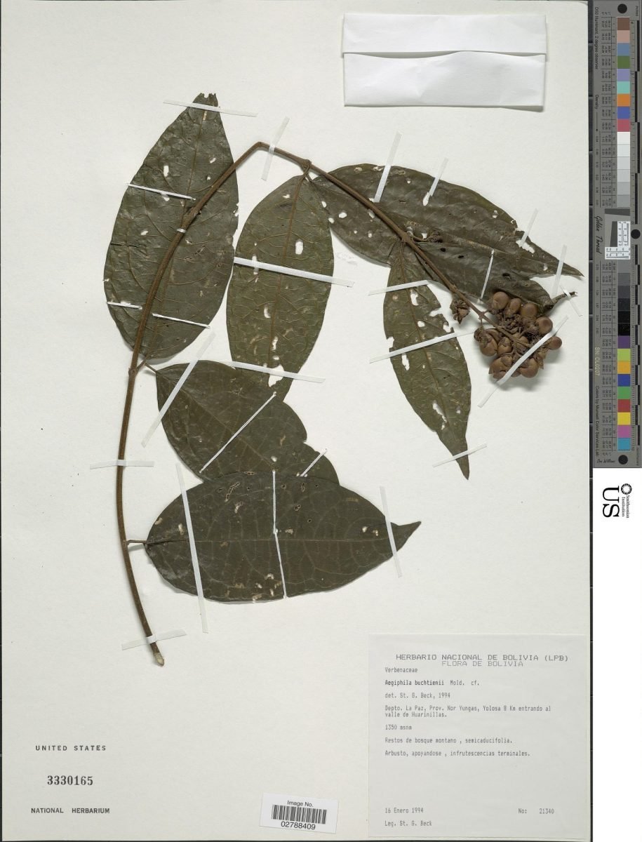 Aegiphila buchtienii photograph 2
