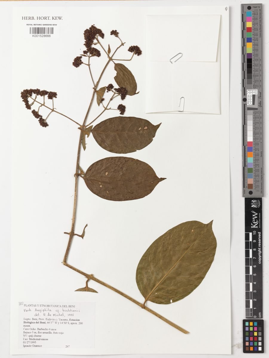 Aegiphila buchtienii
