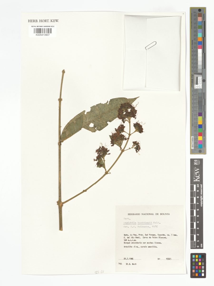 Aegiphila buchtienii photograph 3