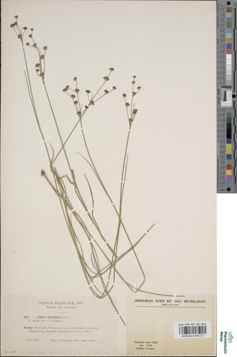 Juncus × alpiniformis photograph 6
