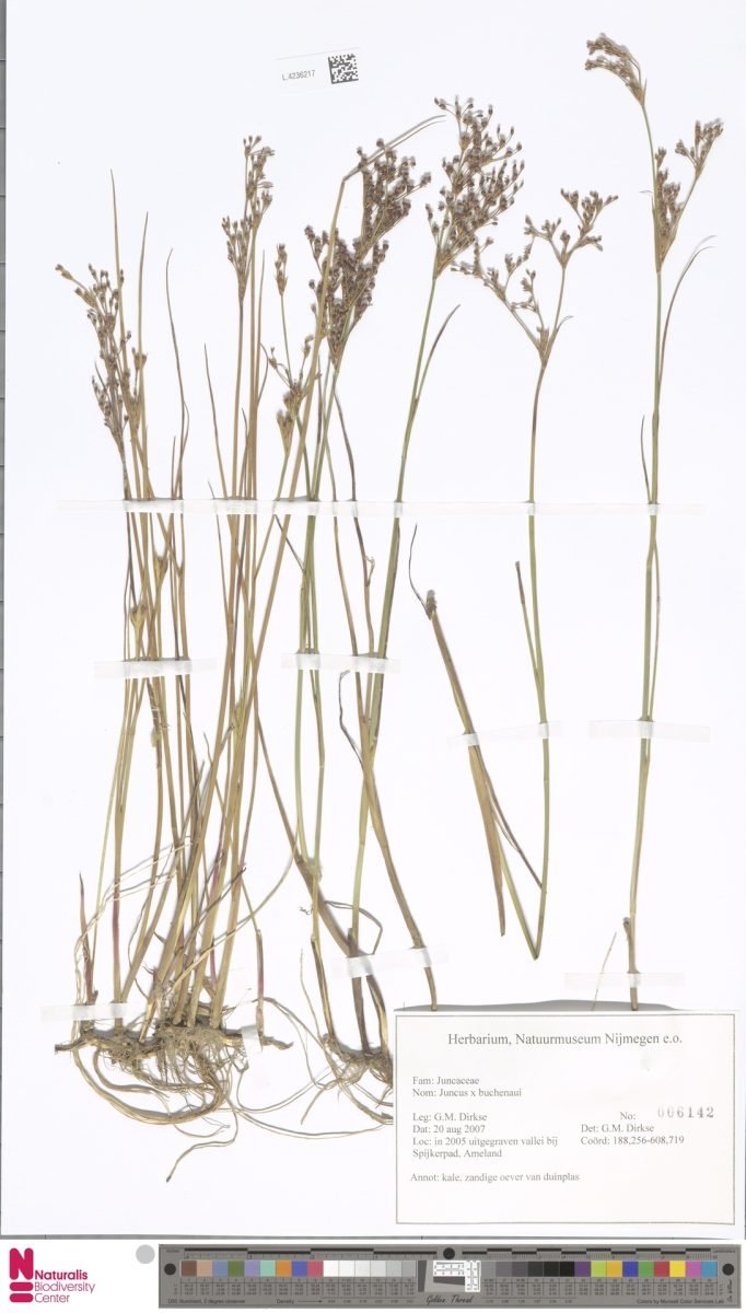 Juncus × alpiniformis