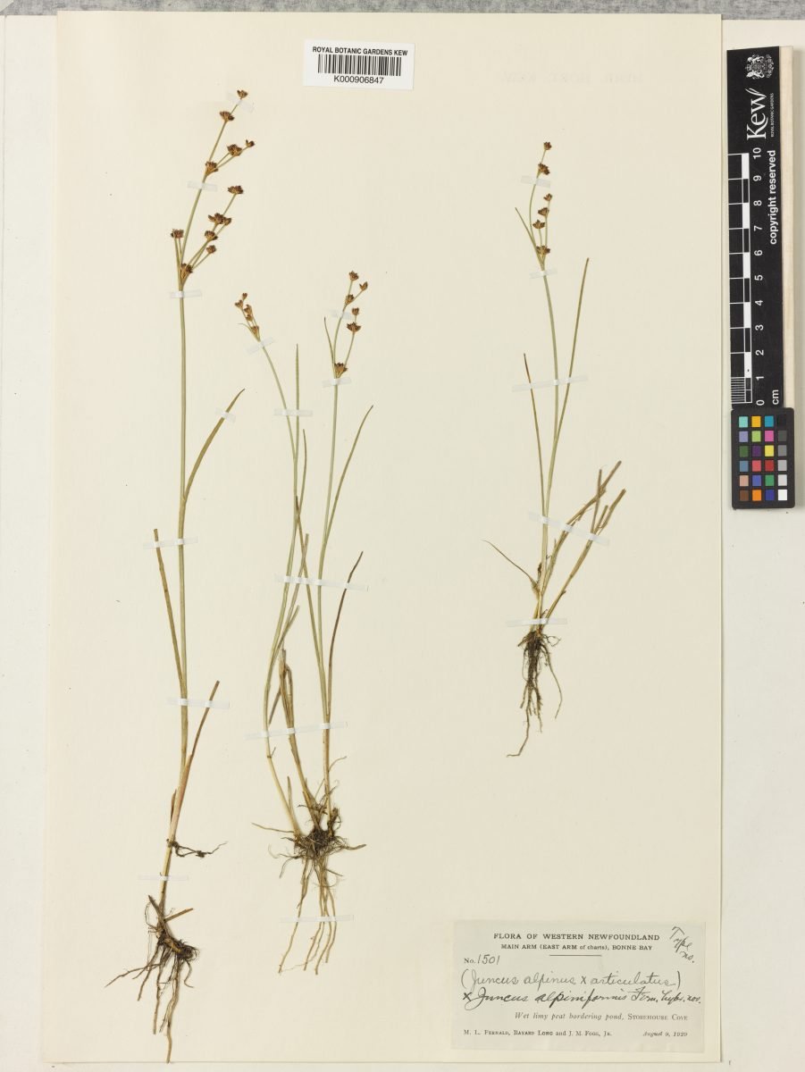 Juncus × alpiniformis photograph 3