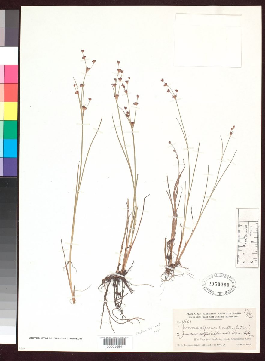Juncus × alpiniformis photograph 4