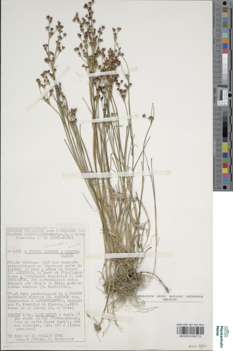 Juncus × alpiniformis photograph 2