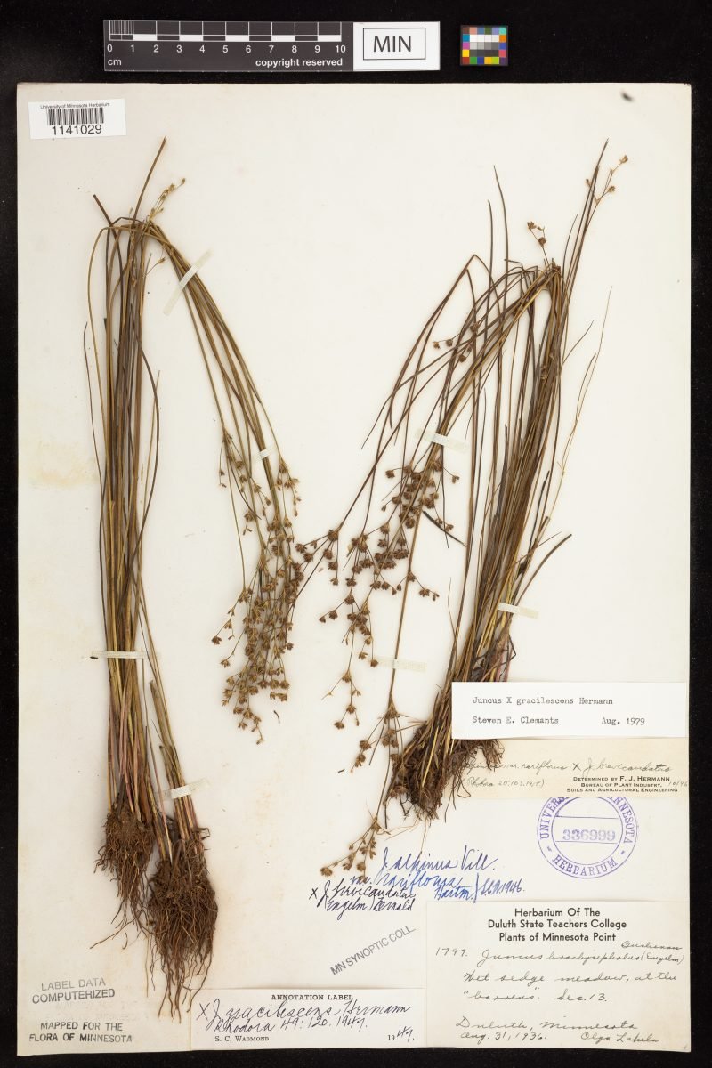 Juncus × gracilescens photograph 5