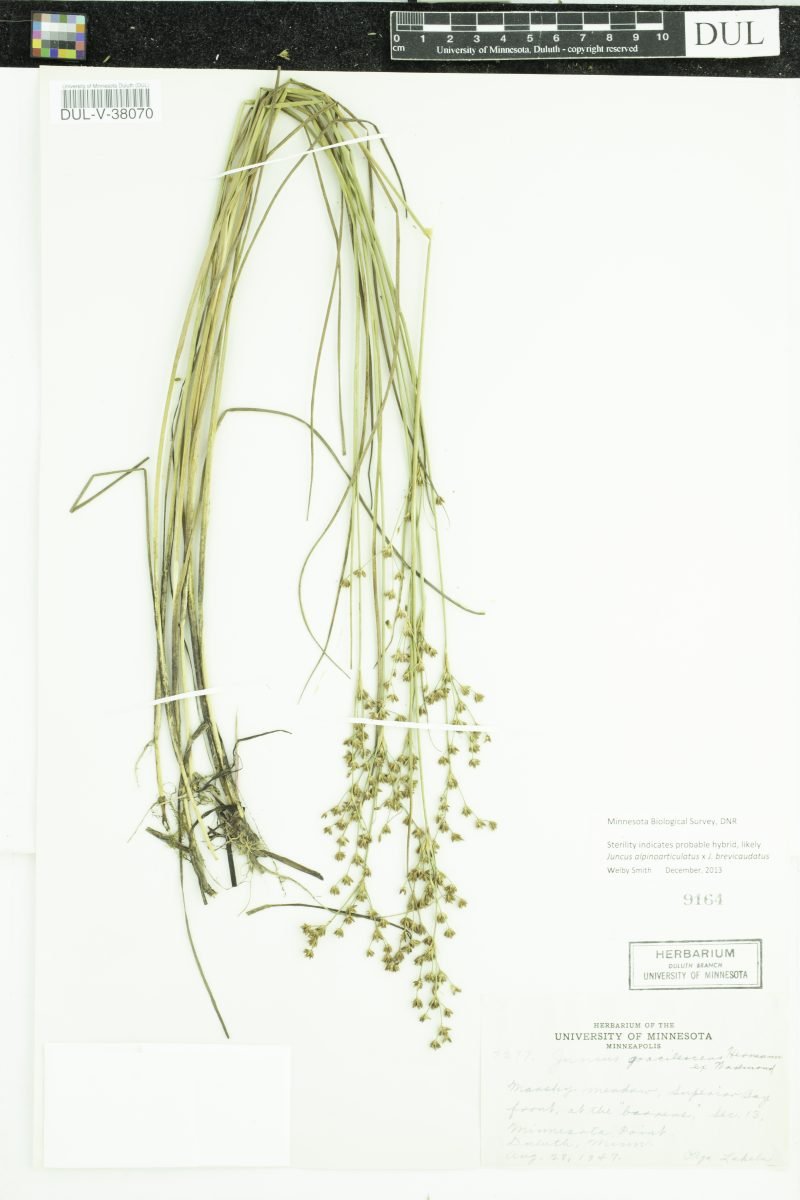Juncus × gracilescens photograph 3