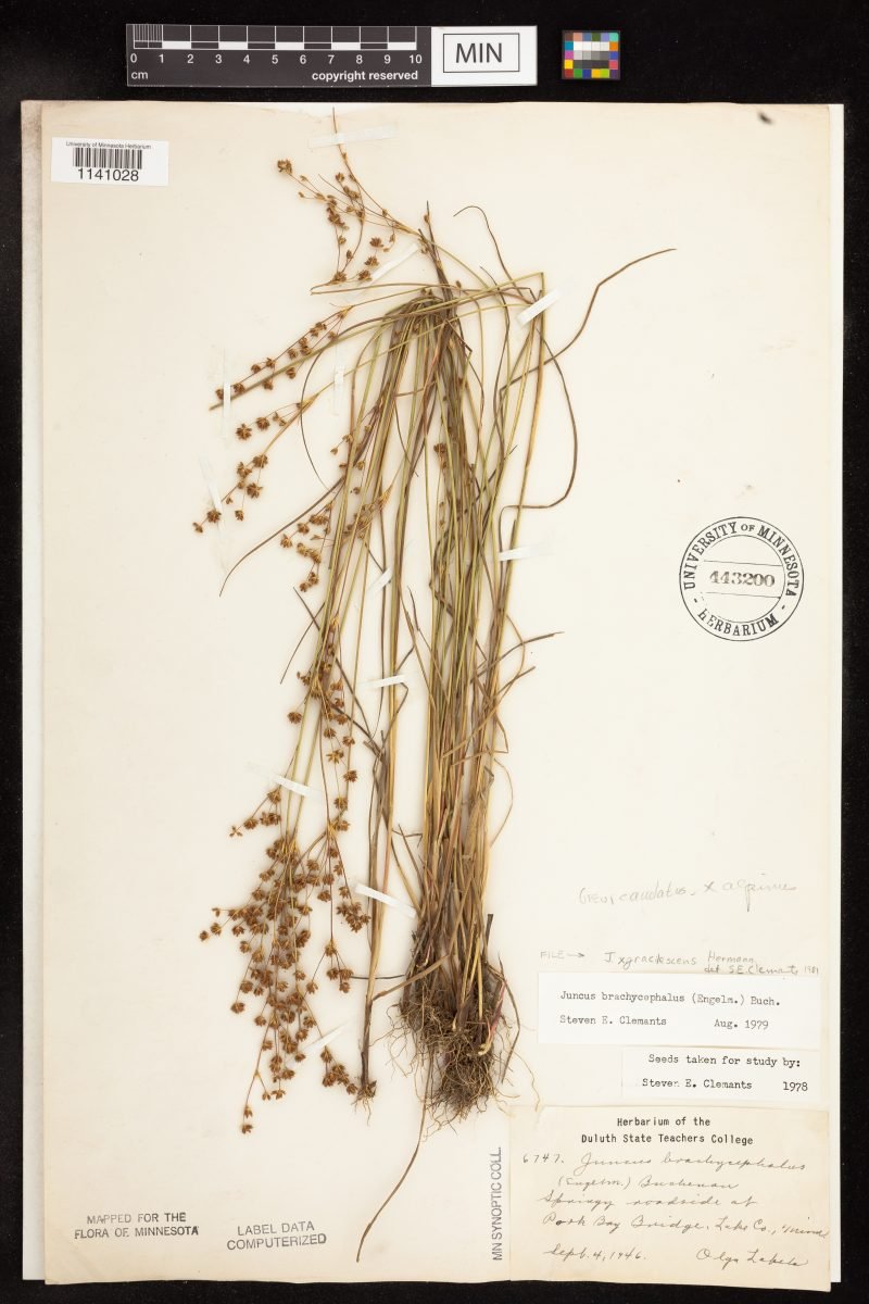Juncus × gracilescens photograph 4