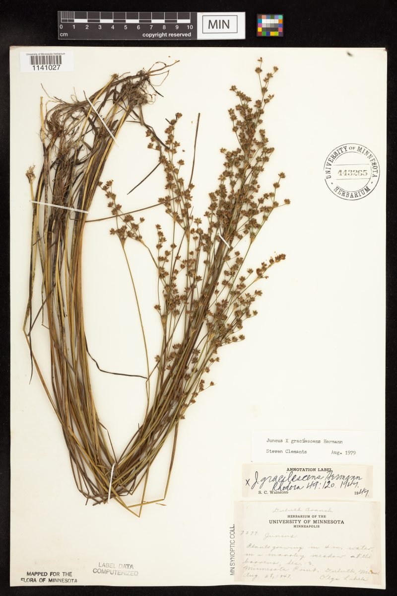 Juncus × gracilescens photograph 2