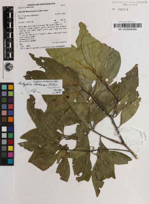 Actephila flavescens