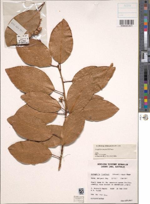 Actephila venusta photograph 4