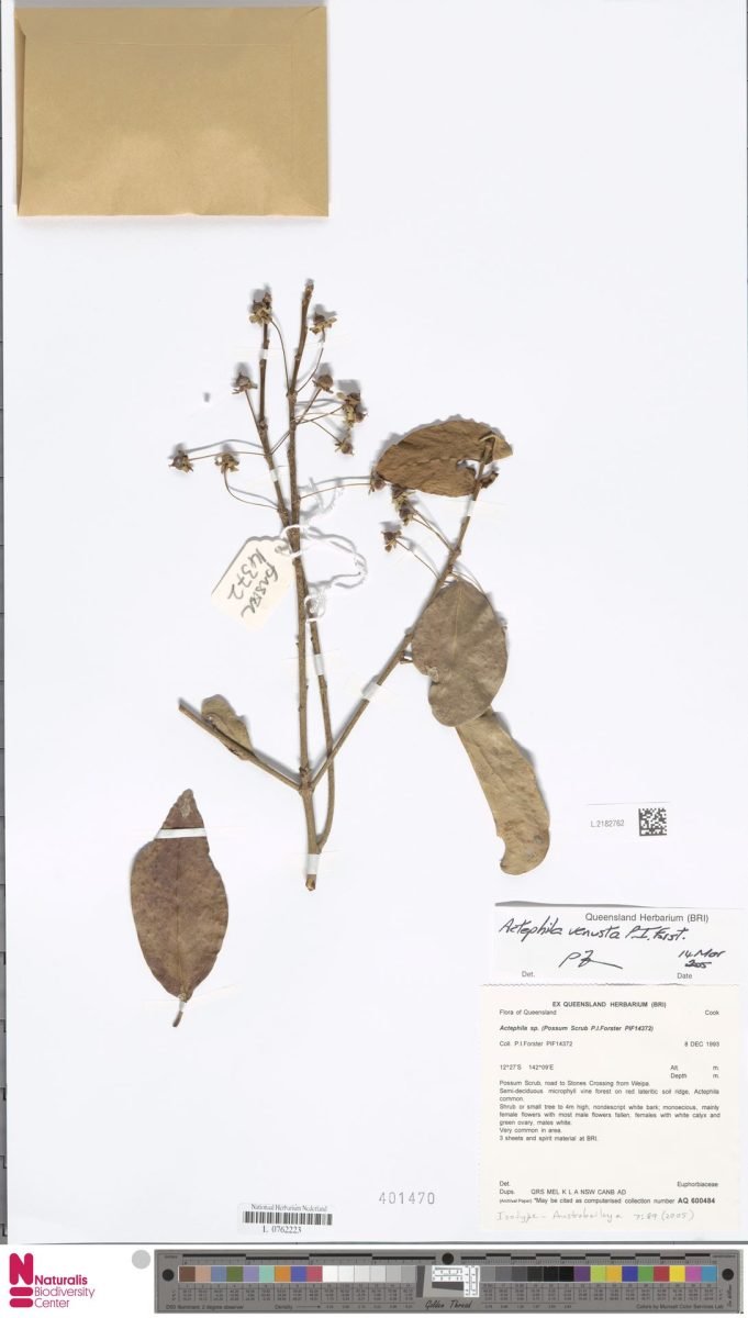 Actephila venusta photograph 2