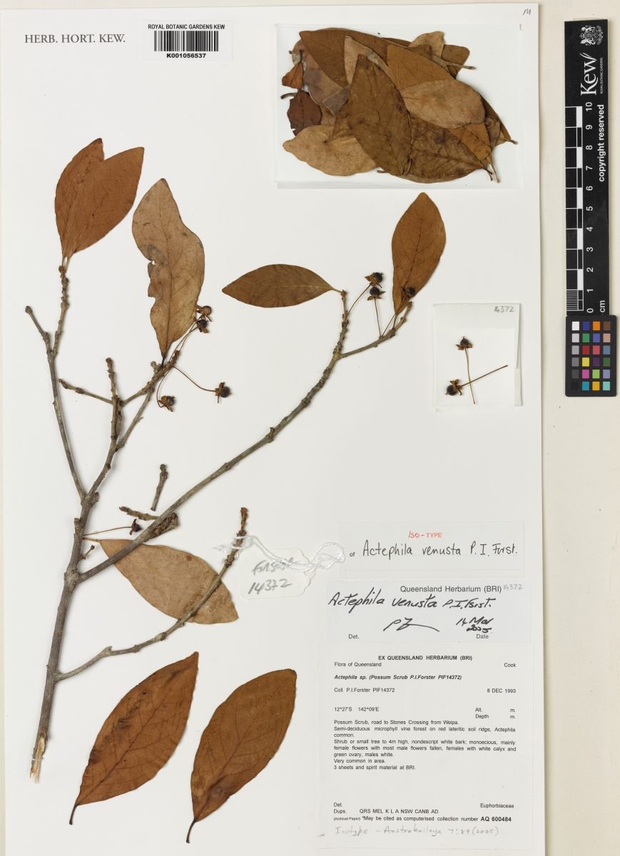 Actephila venusta