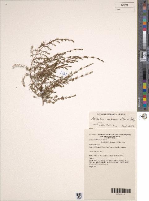Astartea arbuscula