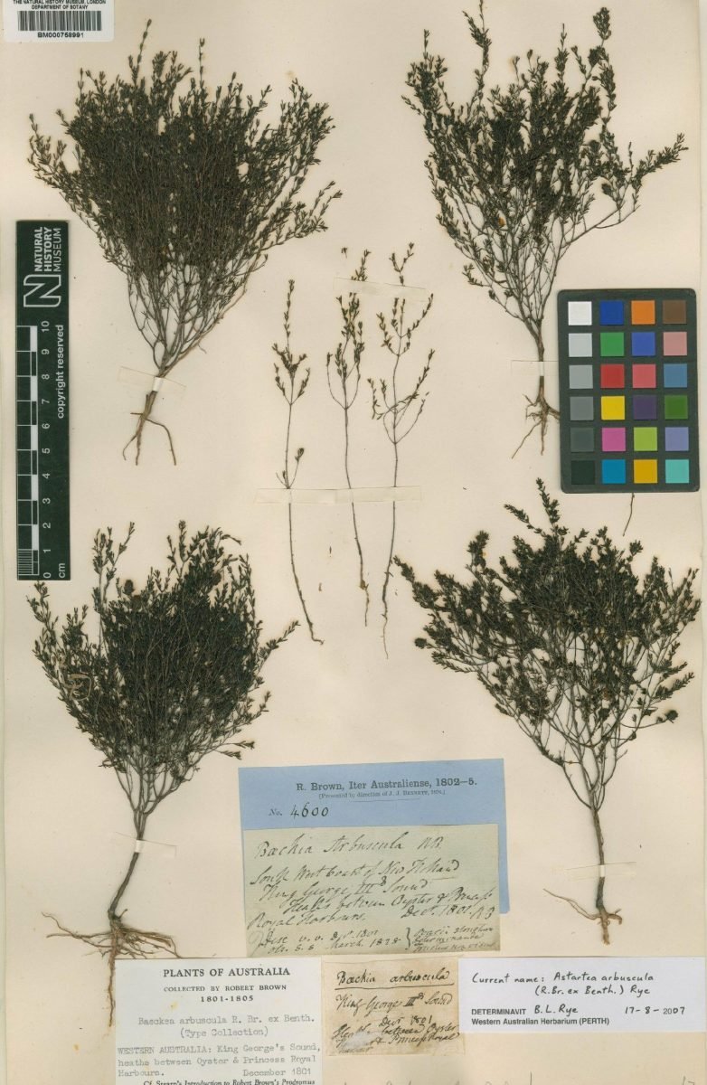 Astartea arbuscula photograph 4