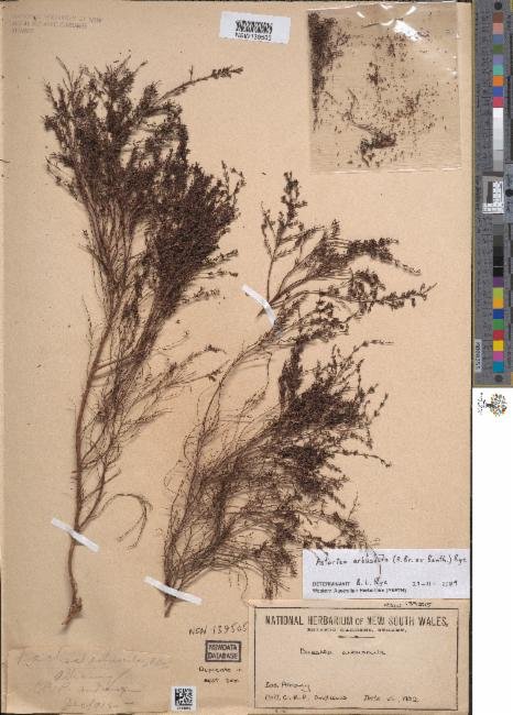 Astartea arbuscula photograph 3