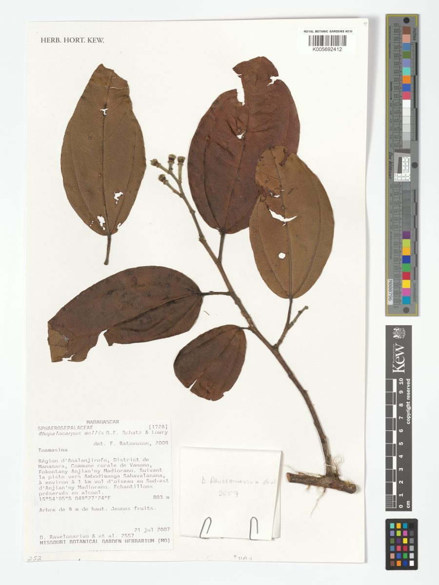 Rhopalocarpus mollis