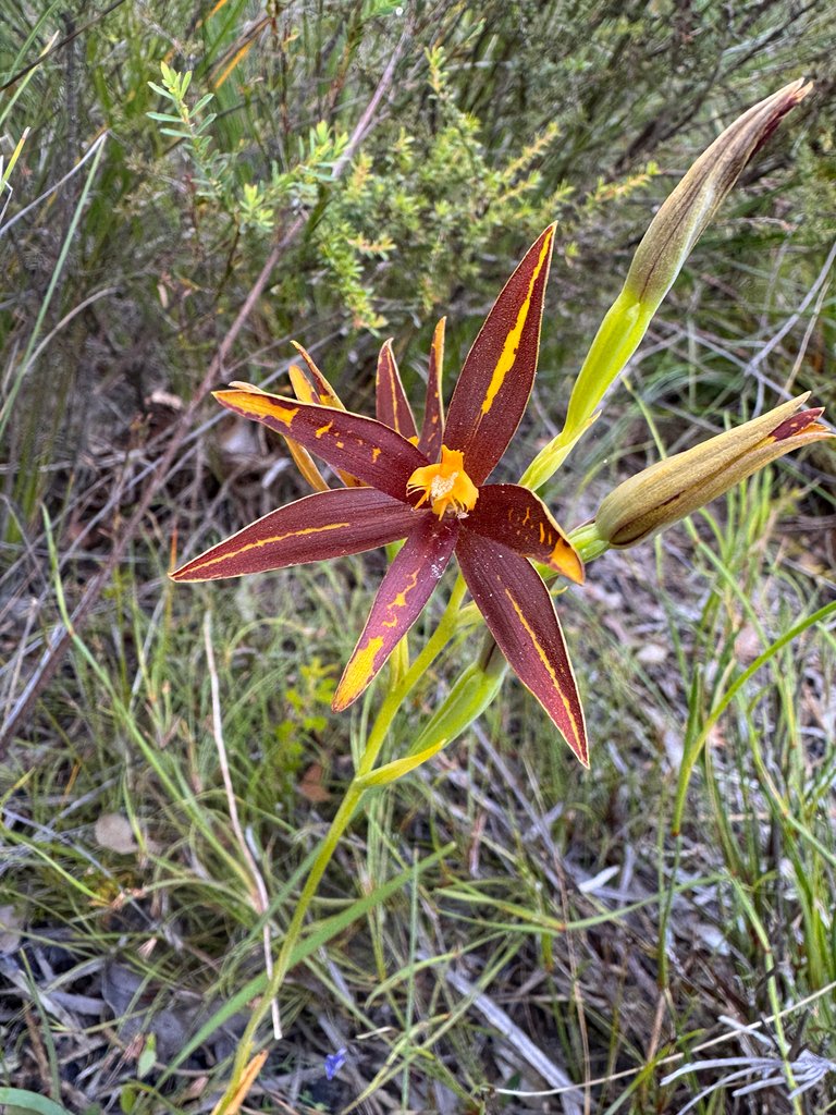 Thelymitra jacksonii