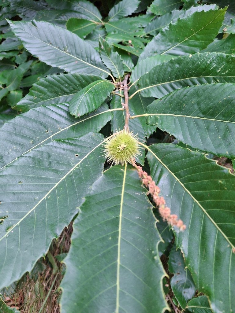 Castanea sativa photograph 4