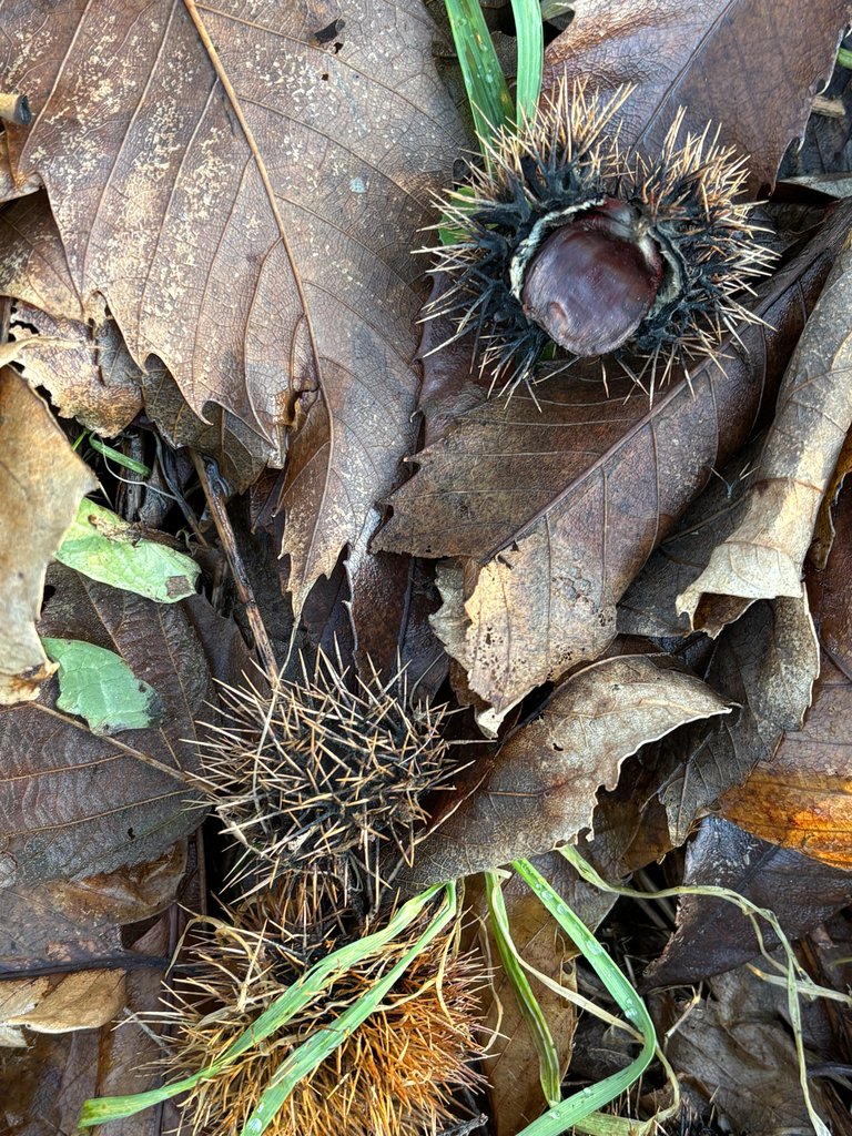 Castanea sativa photograph 5