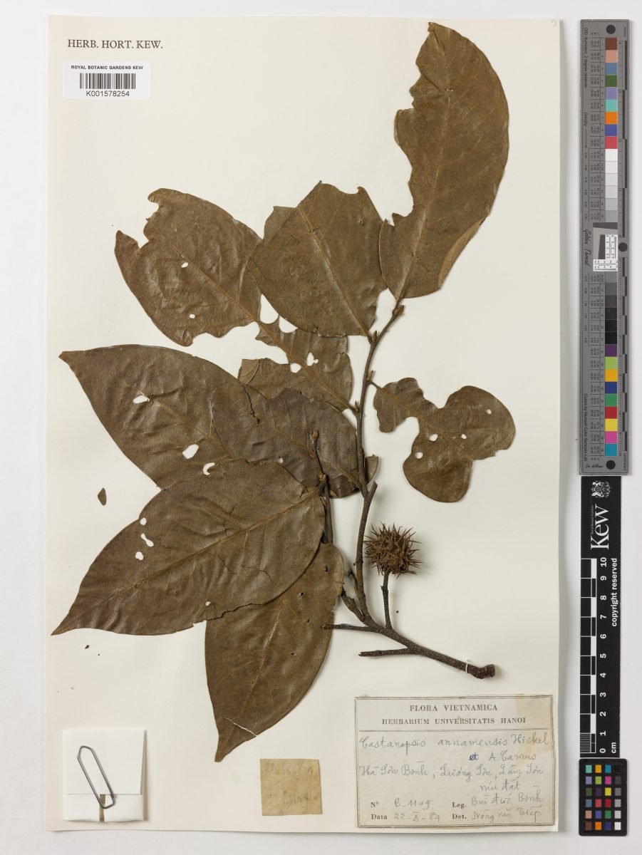 Castanopsis annamensis