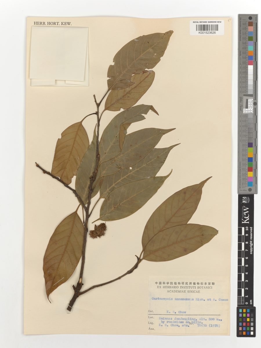 Castanopsis annamensis photograph 2