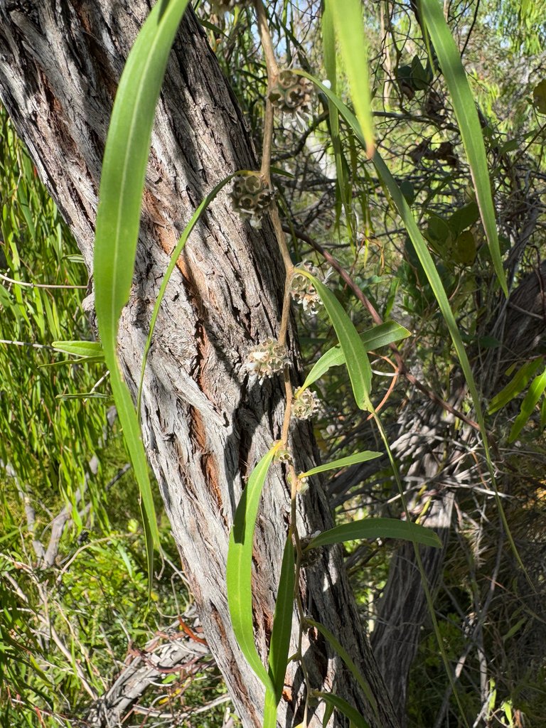 Agonis flexuosa var. flexuosa photograph 3