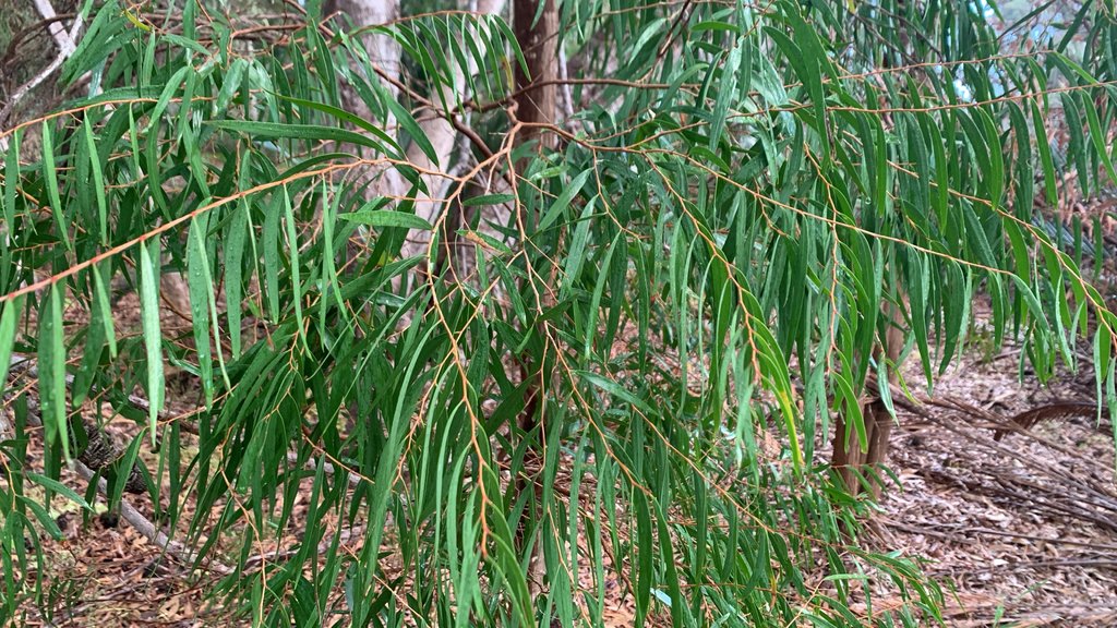 Agonis flexuosa var. flexuosa photograph 2