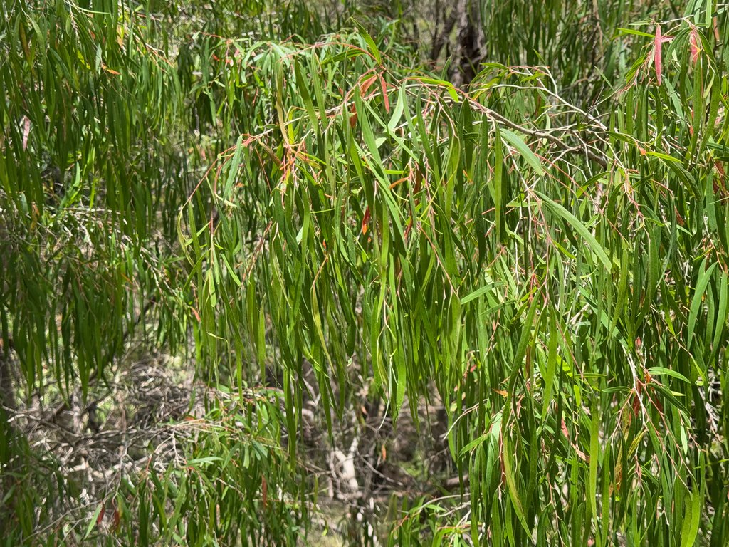 Agonis flexuosa var. flexuosa photograph 4