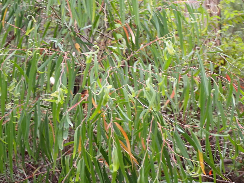 Agonis flexuosa var. flexuosa