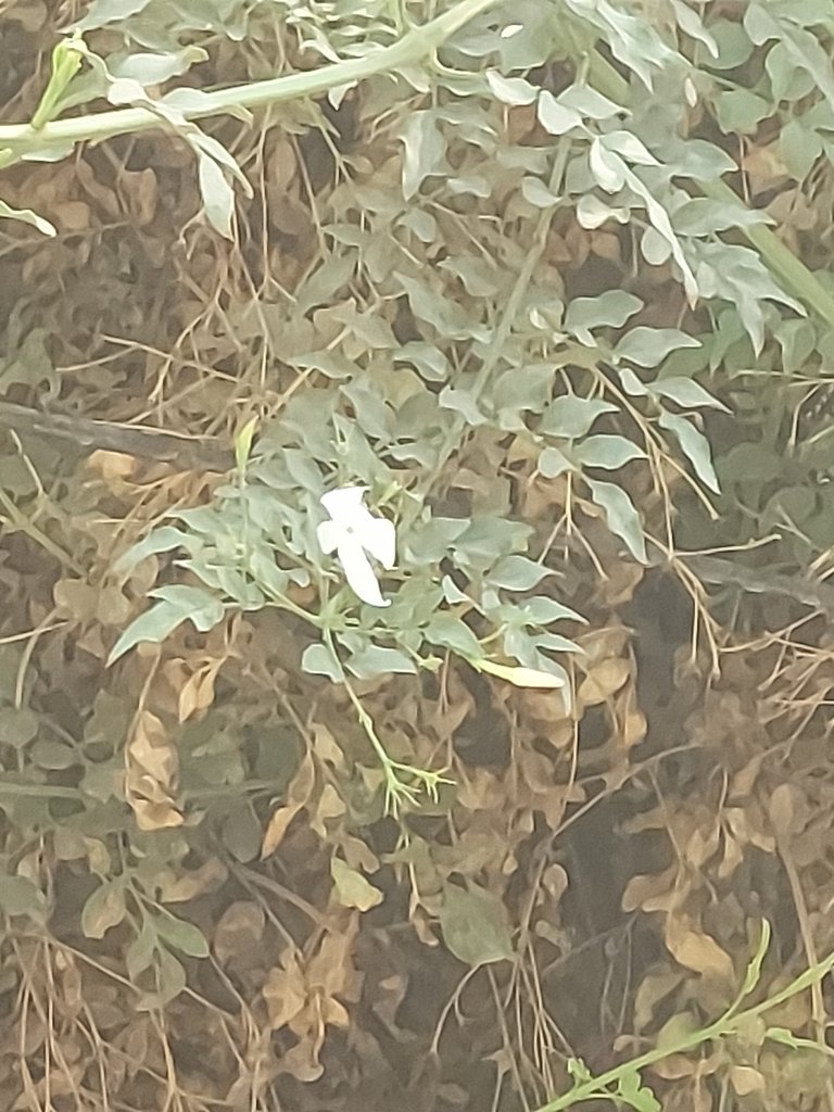 Jasminum officinale photograph 3