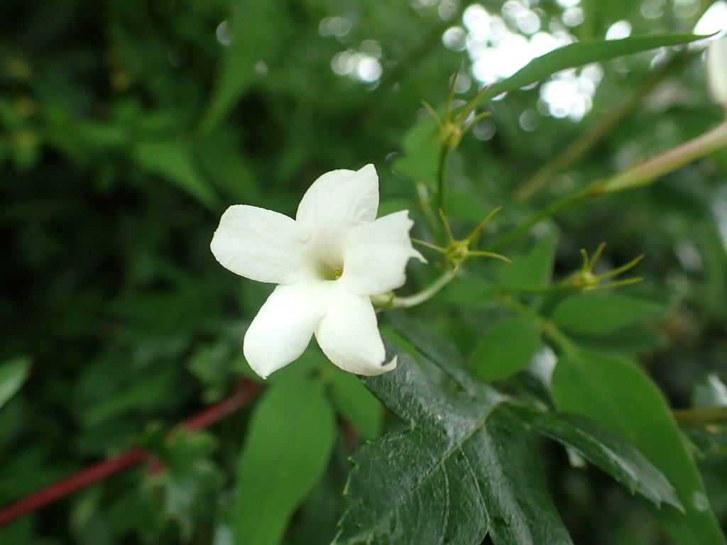 Jasminum officinale photograph 5