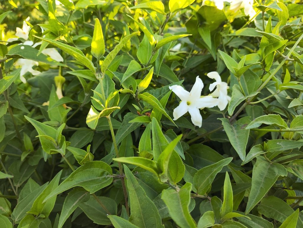 Jasminum officinale photograph 4