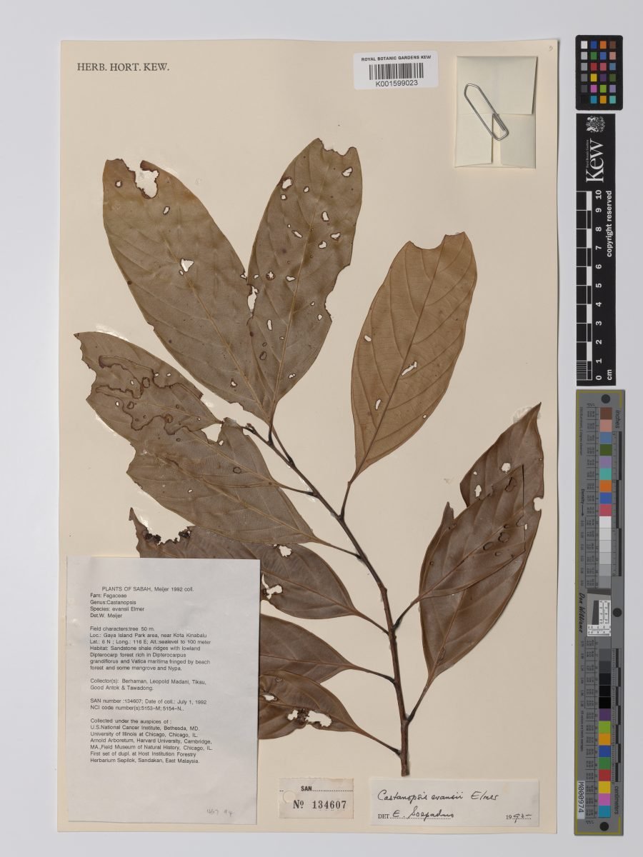 Castanopsis evansii photograph 5