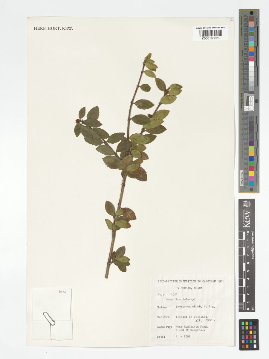 Osmanthus delavayi photograph 6