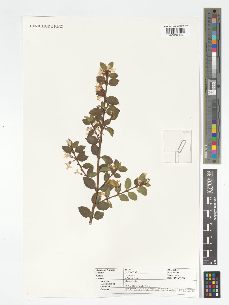 Osmanthus delavayi