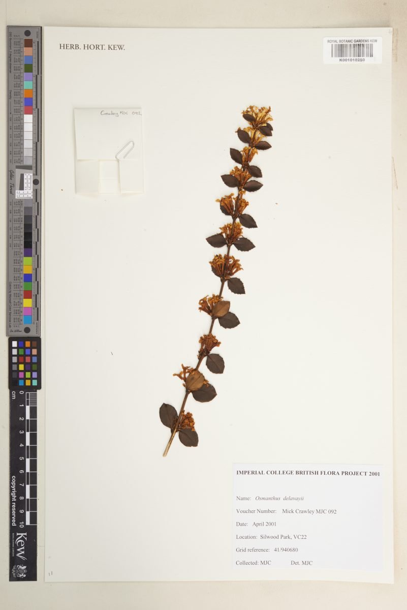 Osmanthus delavayi photograph 2