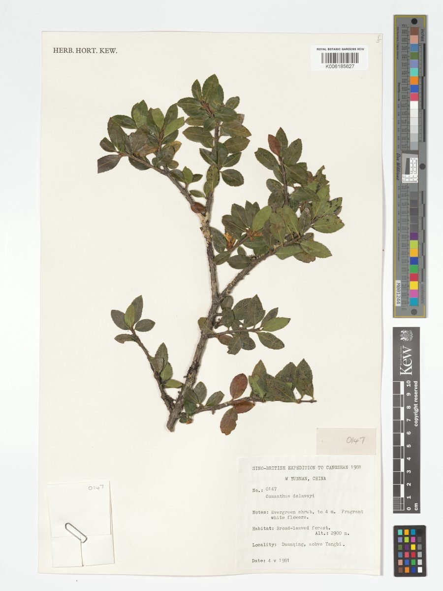 Osmanthus delavayi photograph 5