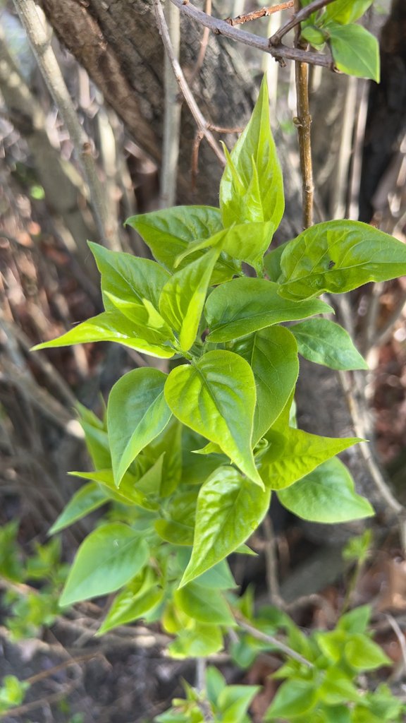 Syringa vulgaris photograph 5